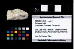 Foto (Objekt + Etikett) von Decapoda indet.  (NHMW-GEO-1990-0041-2640)